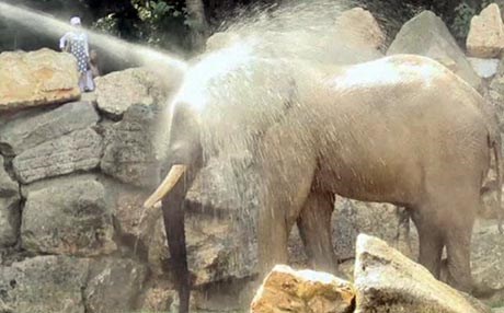 لە ڤیەننا مەلەوانگەیەک بۆ فیل دەکرێتەوە