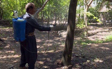 دار گوێزه‌كانى هه‌ڵه‌بجه‌ و هه‌ورامان تووشی نەخۆشی بوون