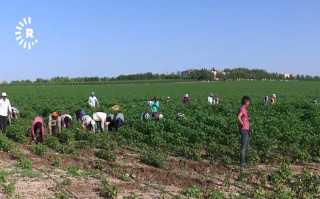 AMED - Kurm û pîrik bûne belayê serê cotkaran