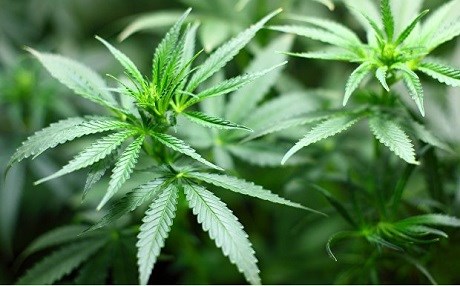 Esrar için kasaba satın aldılar