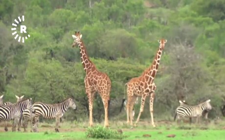 KENYA – Şivan û komên çekdar ajelên kovî qir dikin