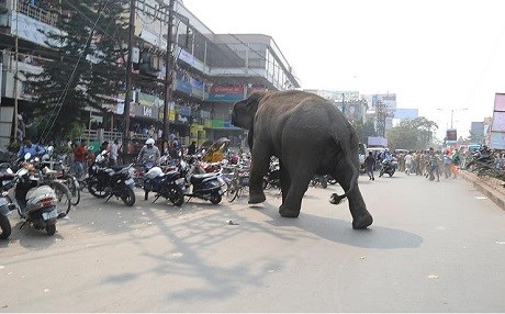 1 fil 14 kişiyi öldürdü!