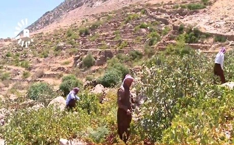 Beşek ji rez û baxên Şingalê têk çûne