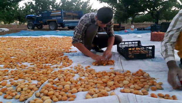 Baskil kayısısındaki verim üreticisinin yüzünü güldürdü