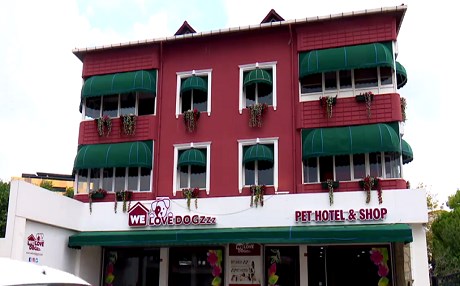 İstanbul’da köpekler için özel otel