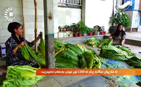 MERÎWAN - Hersal 1200 ton tûtin tê berhemanîn