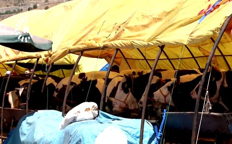 ANKARA - Fiyatlar kadar referandum da konuşuluyor