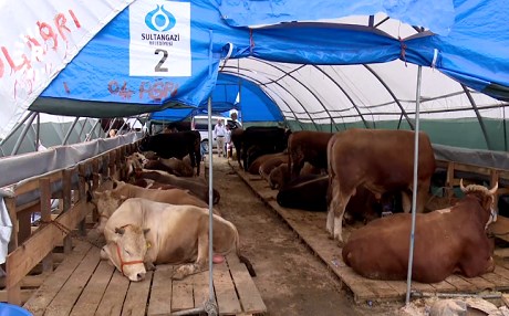 STENBOL – Bazara qurbanên cejnê germ e