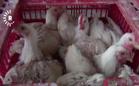 Qamişlo mezin bûye û mirîşk têrê nakin