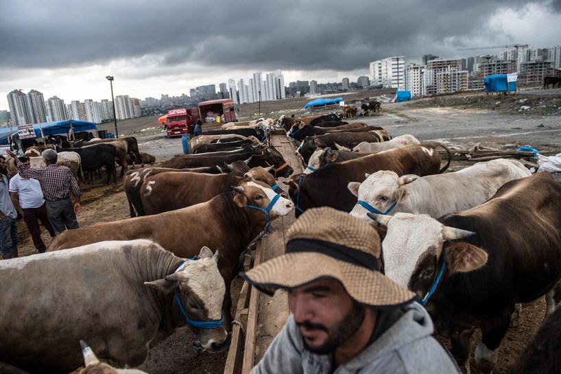 FOTO - İstanbul'da kurbanlık satışları