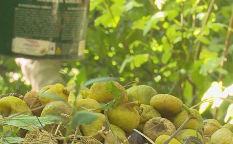 هەنجیری سەرتەک بەهۆی نەخۆشی و گەرما هەڵدەوەرێت