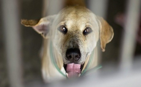 Sokakları artık köpekler koruyacak