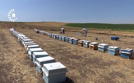 Li Amedê jineke Kurd 100 kewarên mêşên hingiv xwedî dike