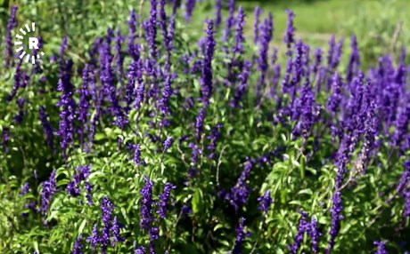 Li Stenbolê baxê giya û nebatên derman