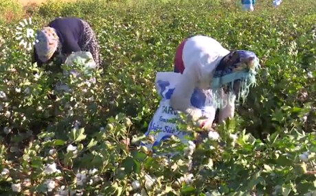 AMED – Werzê çinîna pembû bi kêşe dest pê kir