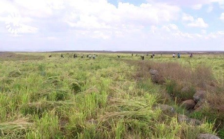 Li Qerejdaxê çinîna birinc dest pê kir