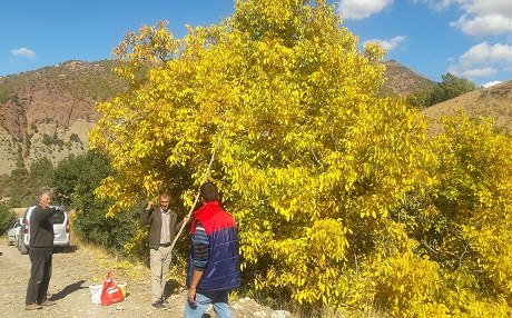 Dersim'de ceviz hasadı başladı