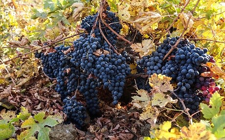 Meriwan’da siyah üzüm hasadı