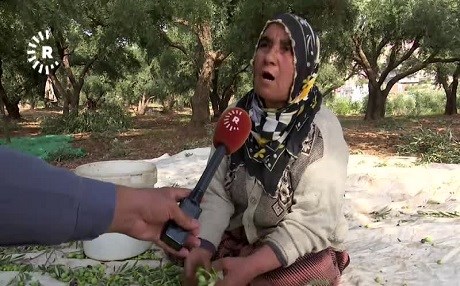 Derik'te zeytin hasadı