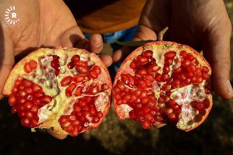 هەناری هەڵەبجە