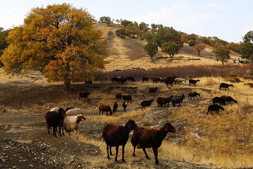 FOTO - Meriwan'da sonbahar manzaraları