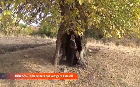 Li Tirbe Sipî temenê ‘Dara Qul’ vedigere 150 salî
