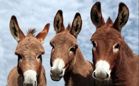 Ker avêtin zîndanê