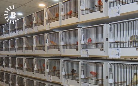 پێشانگای هەڵبژاردنی جوانترین باڵندە لە هەولێر