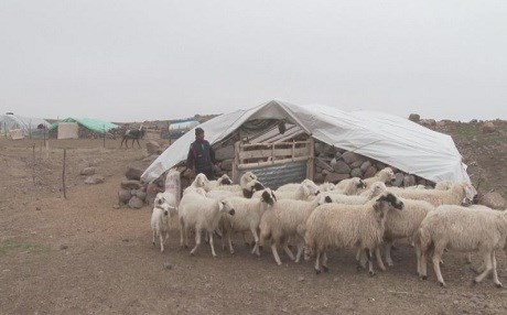 Sürü sahipleri zorlu kışa hazırlanıyor