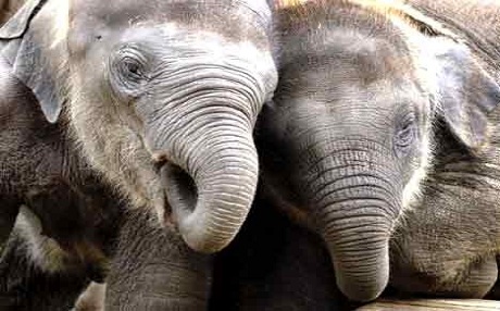 Fîl jî weke me însanan e...