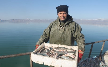 Van’da inci kefali bereketi
