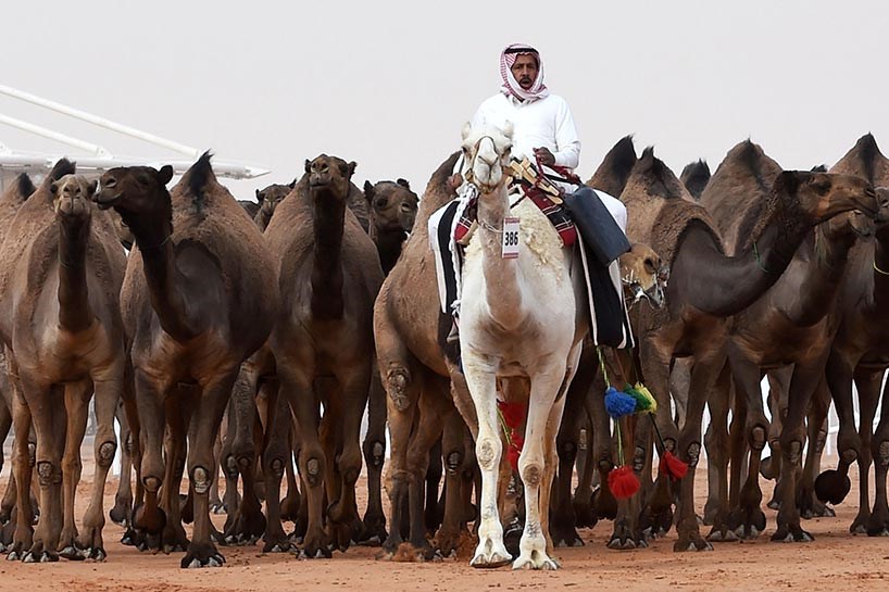 Deve Güzellik Yarışması'ndan kareler