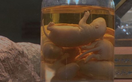 ڤیدیۆ؛ زۆری ژمارەی جرج خەڵکی تارانی هەراسانکردووە