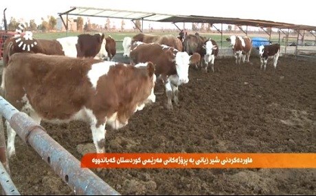 Hawirdekirina şîr zerarê dighîne projeyên Kurdistanê