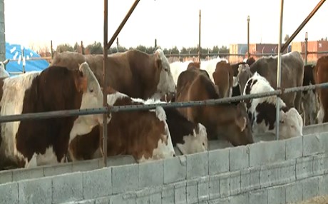 İthal süt tozu Kürt besicileri vurdu