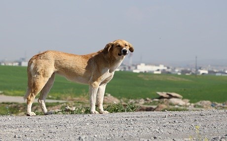 KURDISTAN – Nirxê Segên Pişder bi qasî serwetekê ye