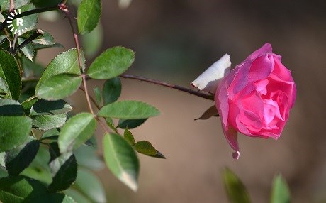 WÊNE – Sirûşt xwe ji bo biharê amade dike