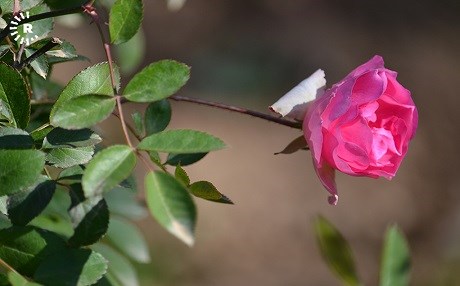 Erbil’de parklar bahara hazırlanıyor