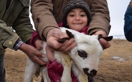 Muş’ta 4 kulaklı kuzu dünyaya geldi
