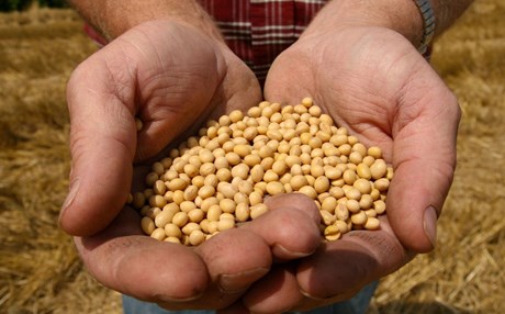 ساڵانە 100 ملیۆن دۆلار بۆ كڕینی سۆیا دەچێتە دەرەوەی كوردستان