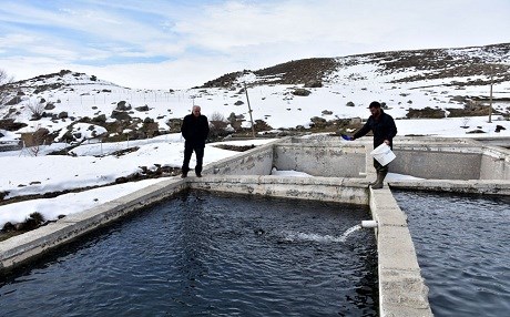 Varto'da alabalık sağımı yapıldı