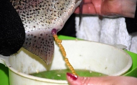 Li Mûşê dema xerzdanîna masiyên deqsor e