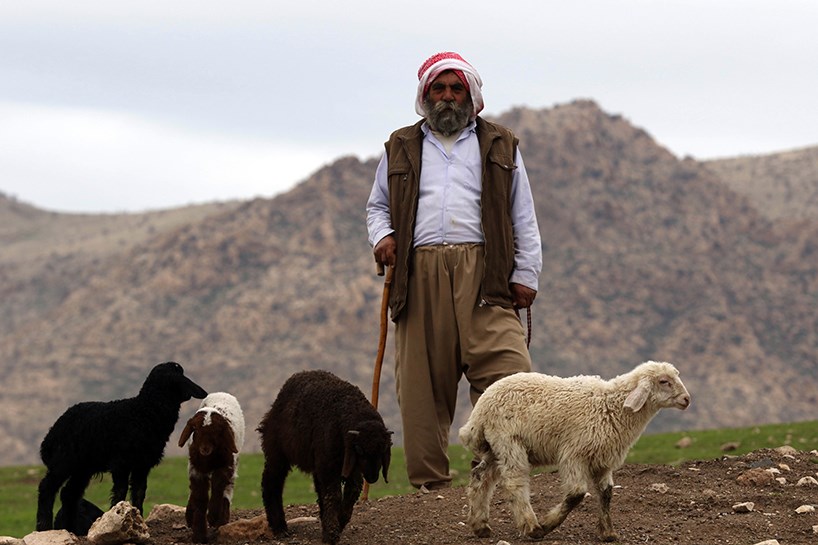 Kuzuların bahar buluşması