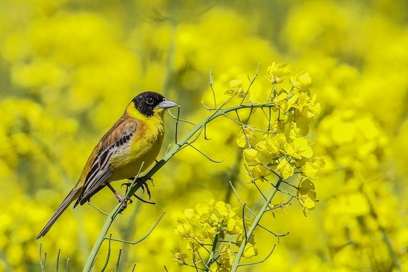 WÊNE – Bihar û balindeyan jîngeha Wanê xemiland