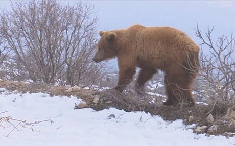 دهۆک؛ دوو ورچ لە سەر چیای گارە ئازادکران