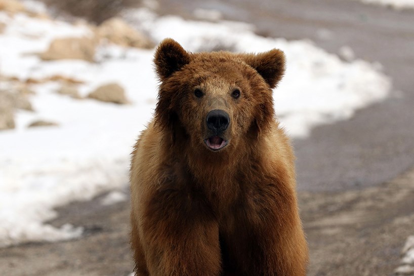 ئازادکردنی دوو ورچ لە  چیای گارە