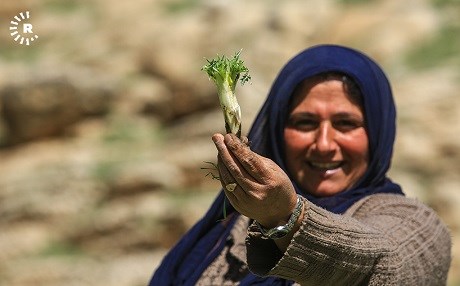 FOTO - Kürdistan’da kenger mevsimi