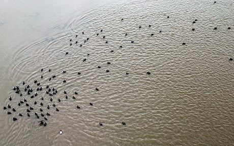 Piştî hewa germ bû balinde vegeriyan bihuşta xwe