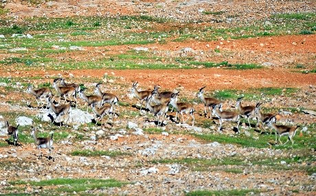 Xezalên Rihayê dê bibin xemla Çiyayê Cûdî