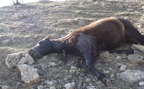 Li Pasûra Amedê komek hesp û hêstir dan fîşekan